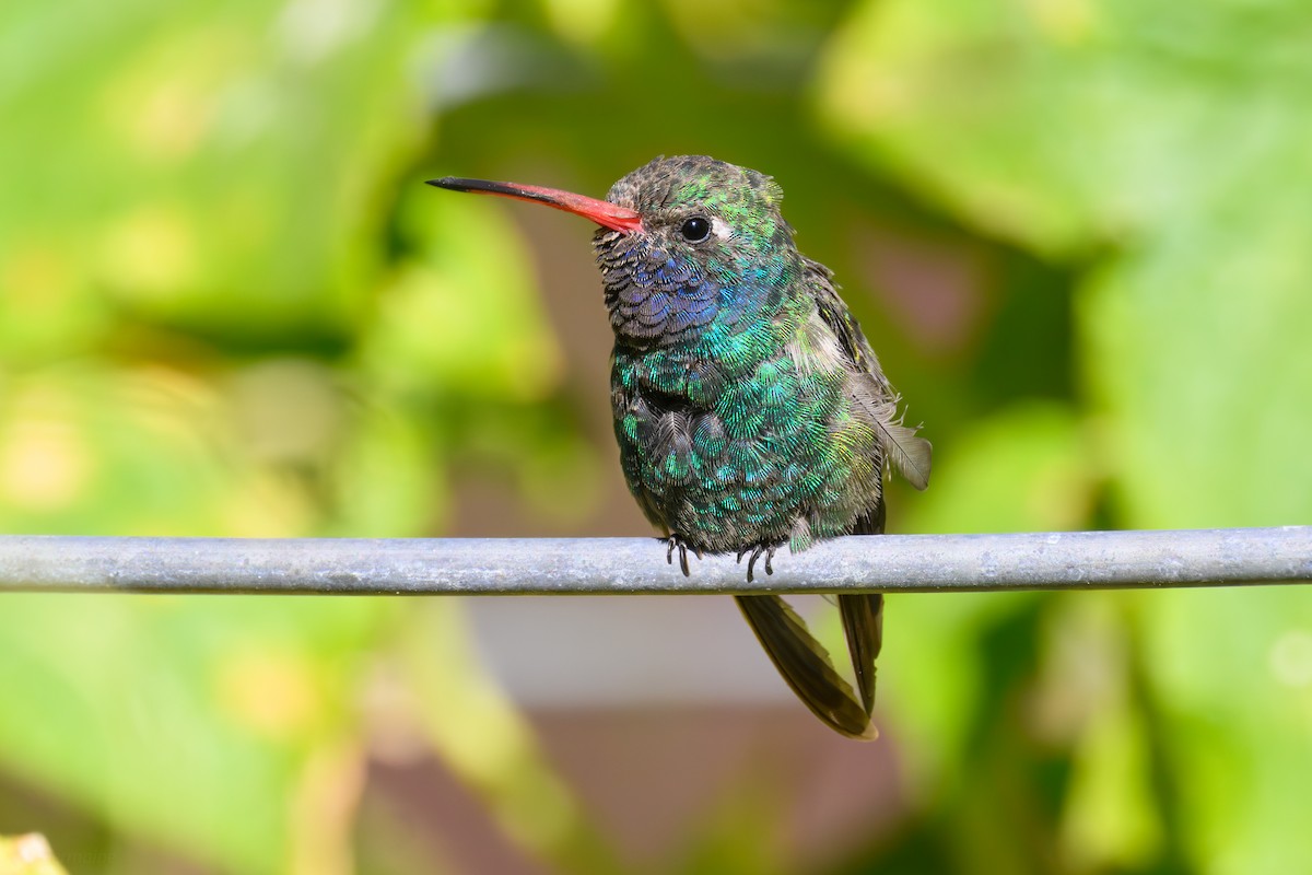 kolibřík širokozobý - ML643453051