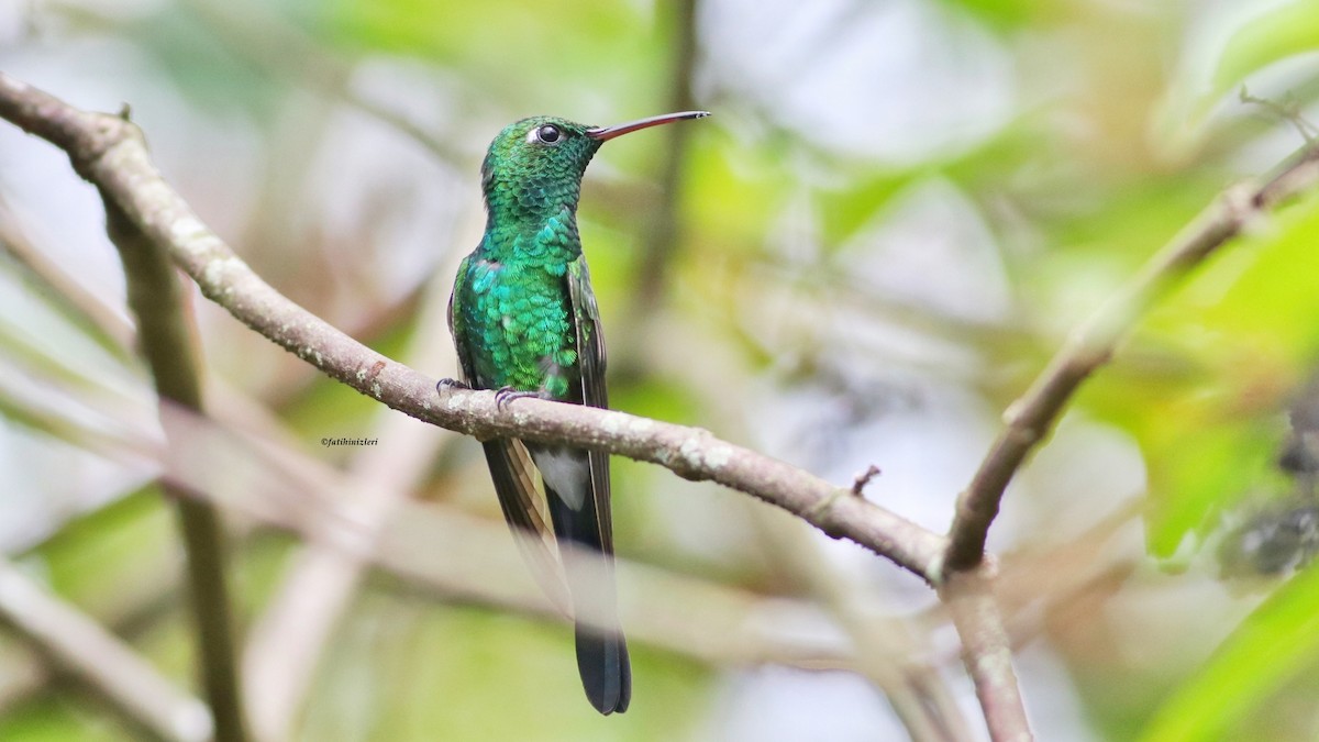 Cuban Emerald - ML643453056