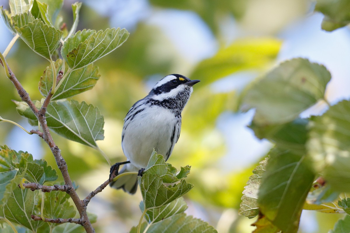 Black-throated Gray Warbler - ML643453058