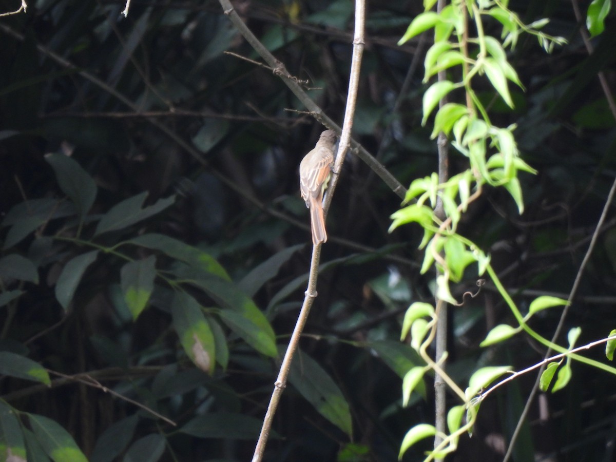 Dusky-capped Flycatcher - ML643453063