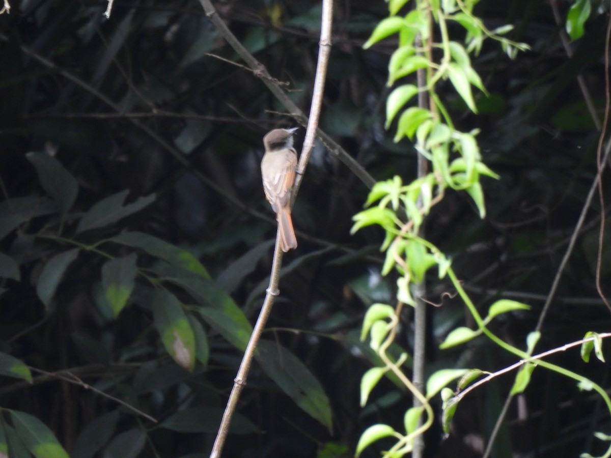 Dusky-capped Flycatcher - ML643453065