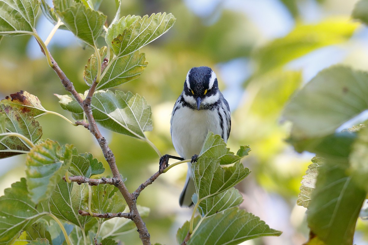 Black-throated Gray Warbler - ML643453066