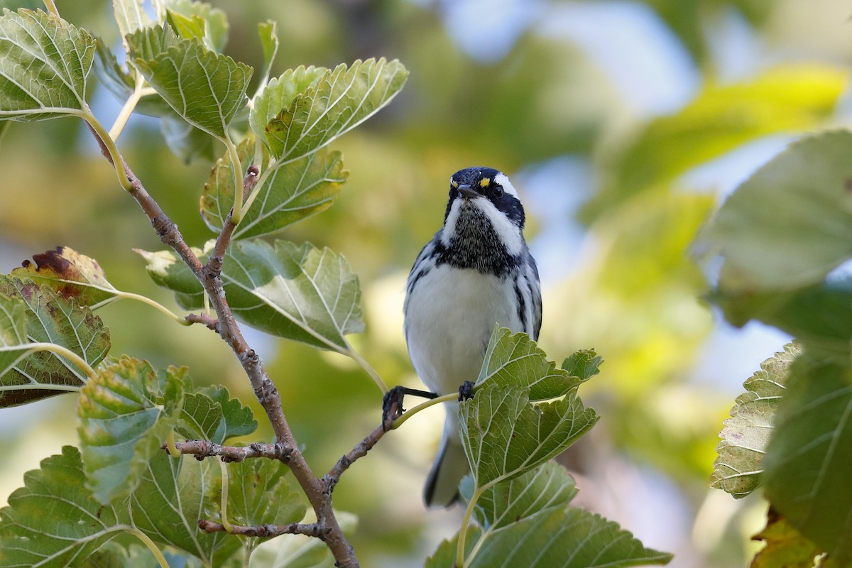 Black-throated Gray Warbler - ML643453069