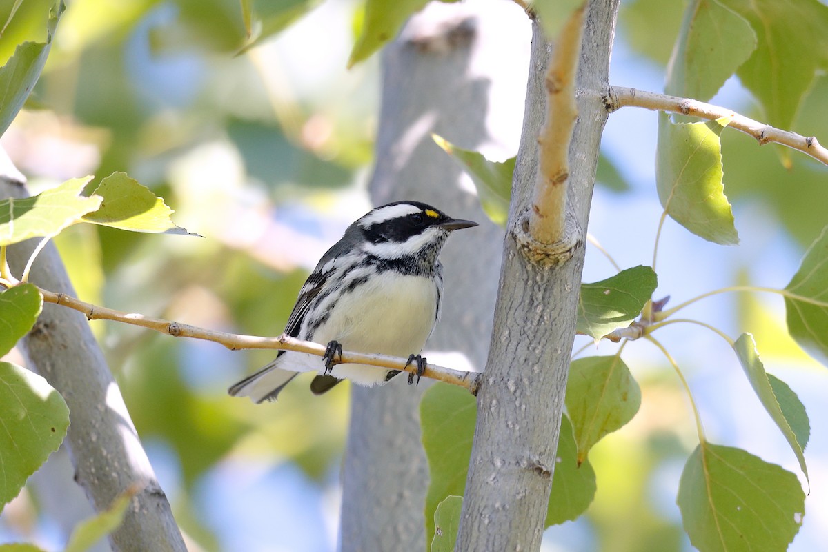 Black-throated Gray Warbler - ML643453078