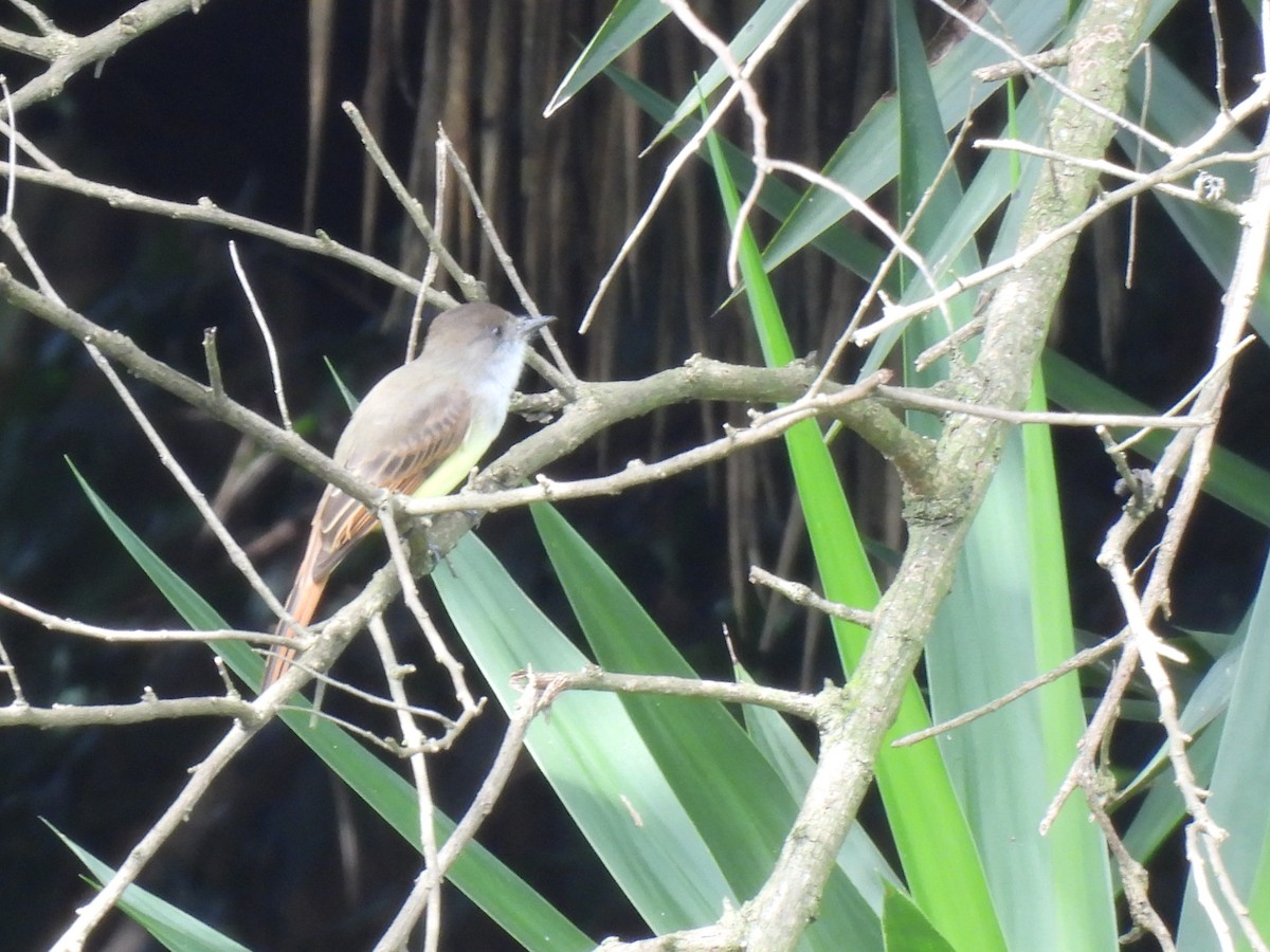 Dusky-capped Flycatcher - ML643453081