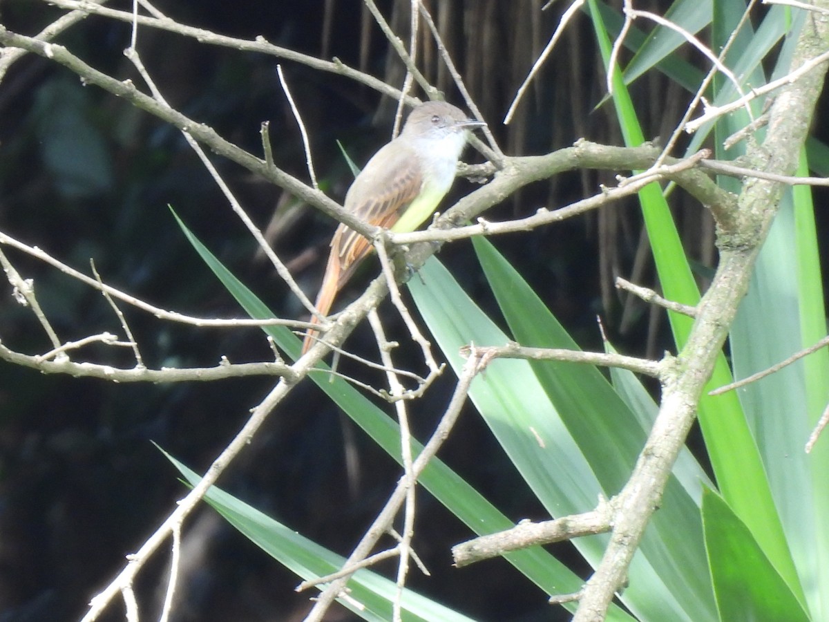 Dusky-capped Flycatcher - ML643453082