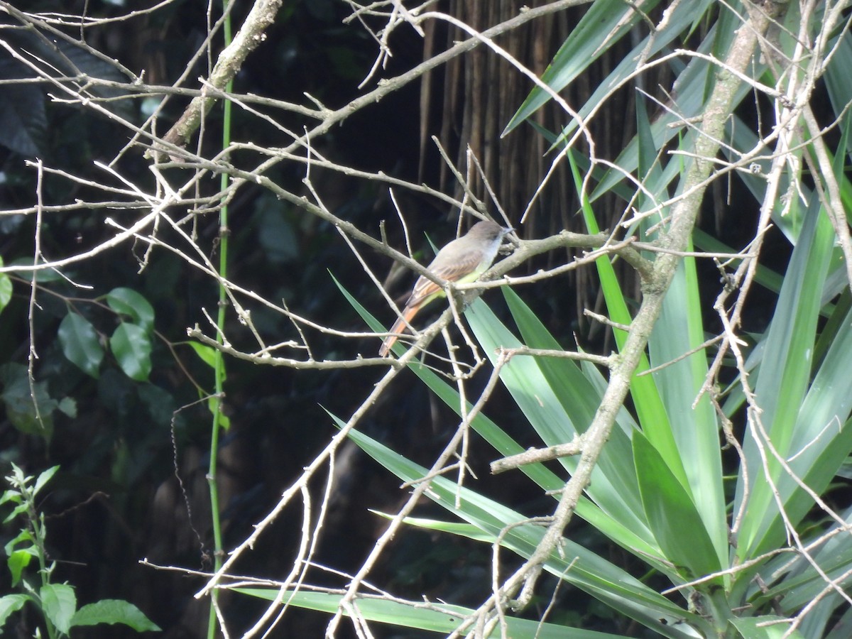 Dusky-capped Flycatcher - ML643453083