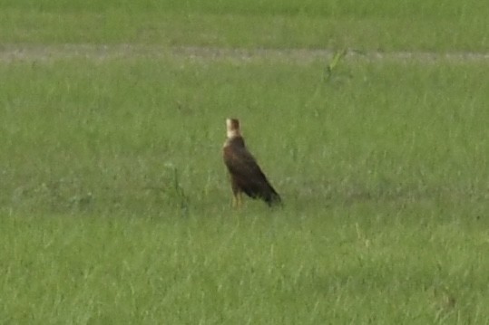 kanelvåk - ML643453100