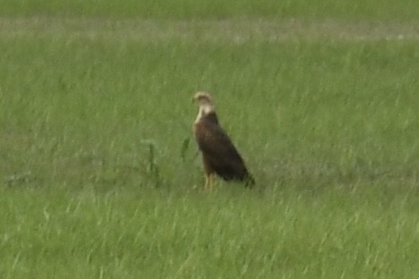 kanelvåk - ML643453101