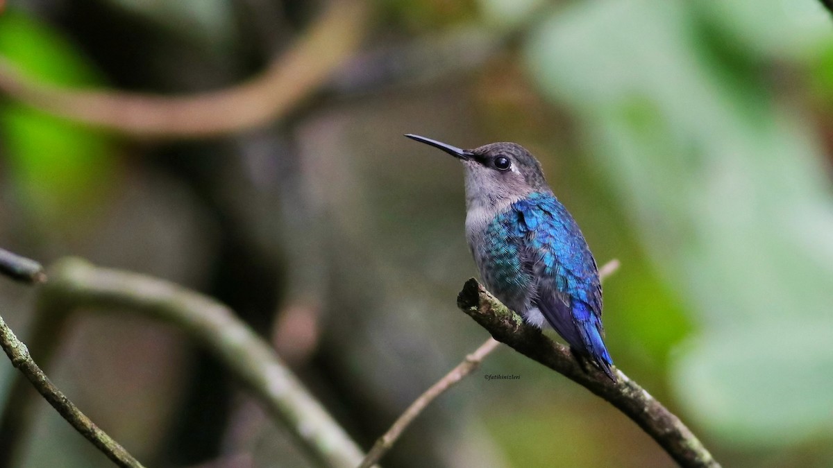 Bee Hummingbird - ML643453103