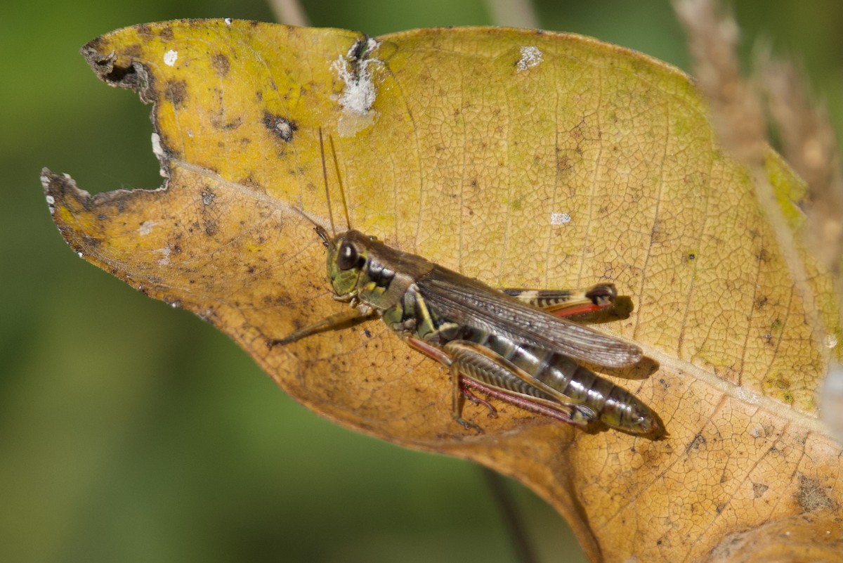 Insects - ML643453108