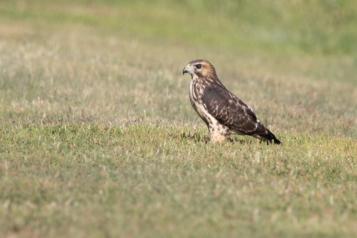 Broad-winged Hawk - ML643453115