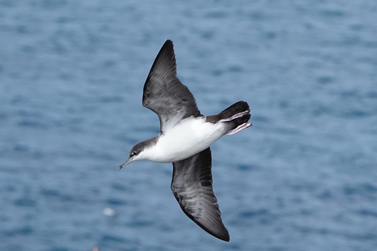 Galapagos Shearwater - ML643453124