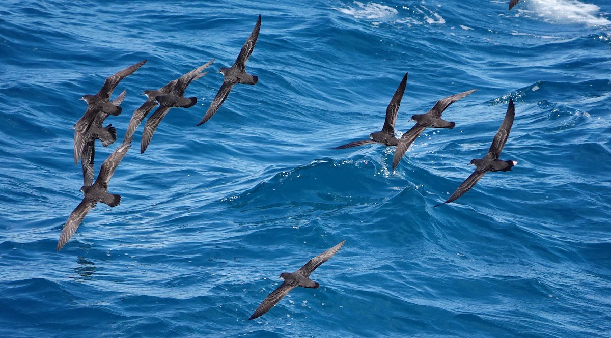 Galapagos Shearwater - ML643453128