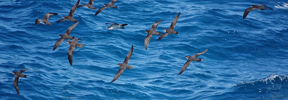 Galapagos Shearwater - ML643453131