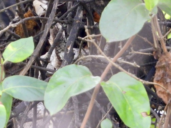 Eastern Screech-Owl - ML643453139