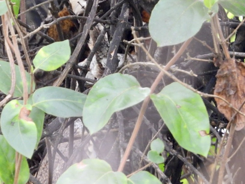 Eastern Screech-Owl - ML643453140