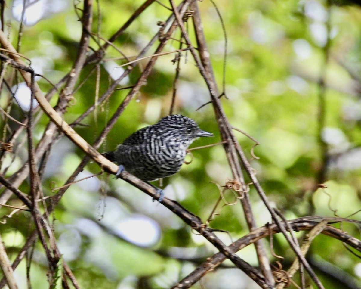 Bar-crested Antshrike - ML643453169