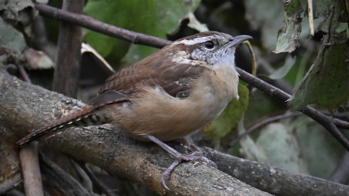 Carolina Wren - ML643453189
