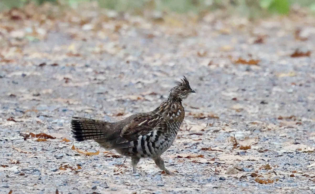 Ruffed Grouse - ML643453190
