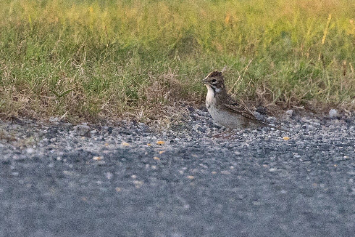 Lark Sparrow - ML643453206