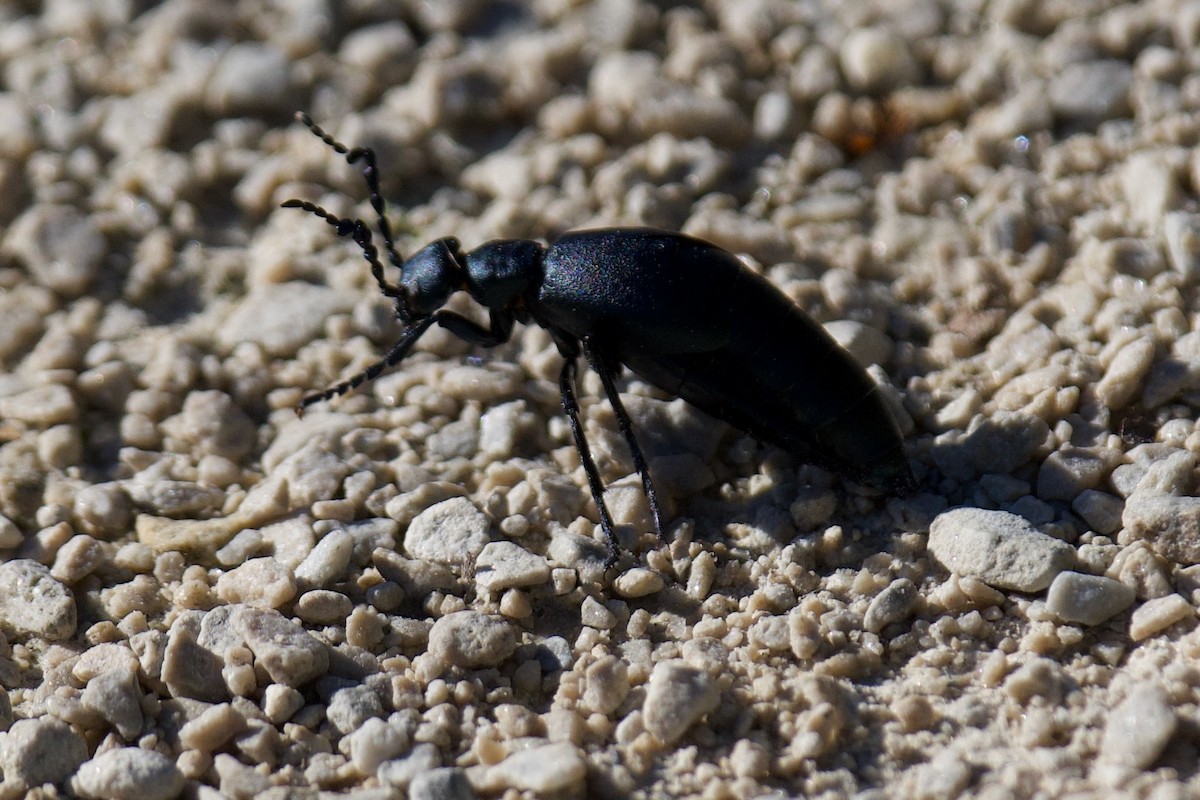 Insects - ML643453209