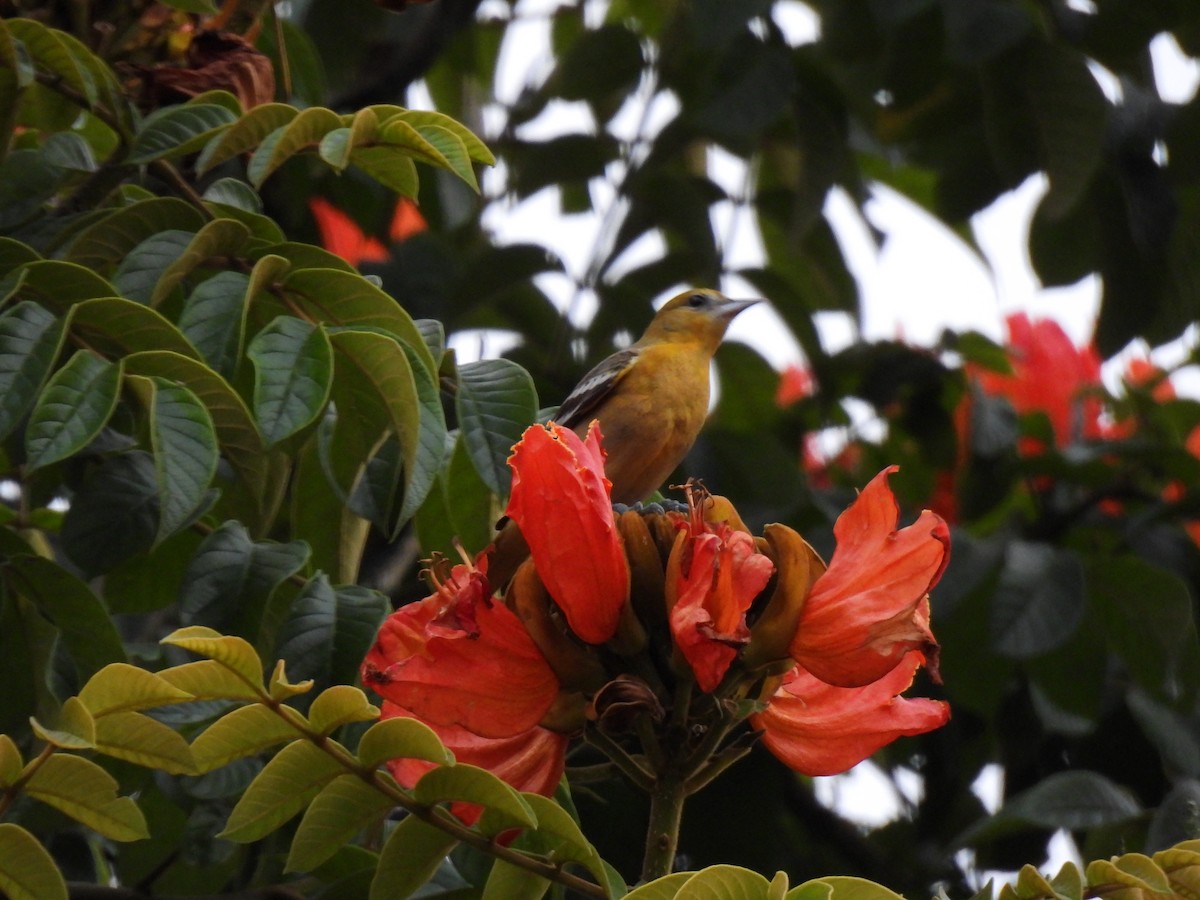 Baltimore Oriole - ML643453221