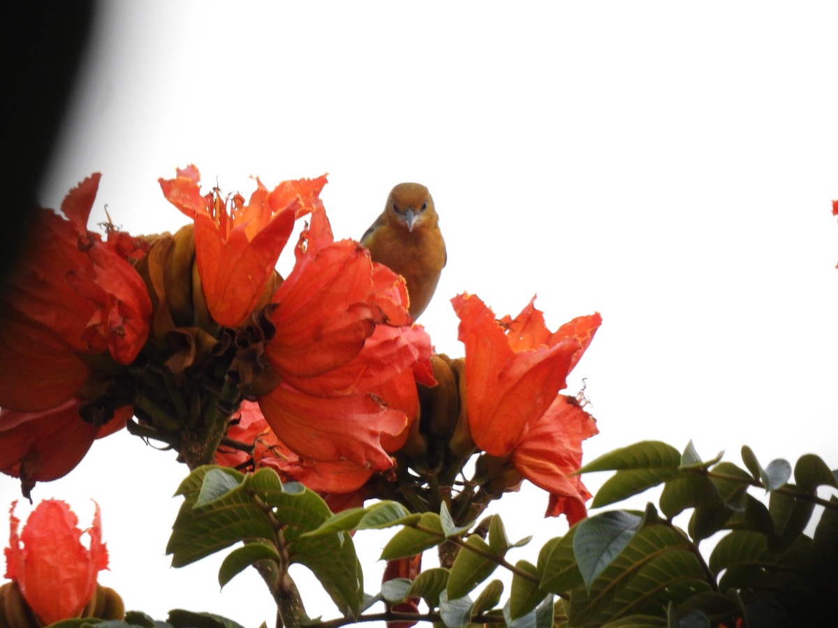 Baltimore Oriole - ML643453228
