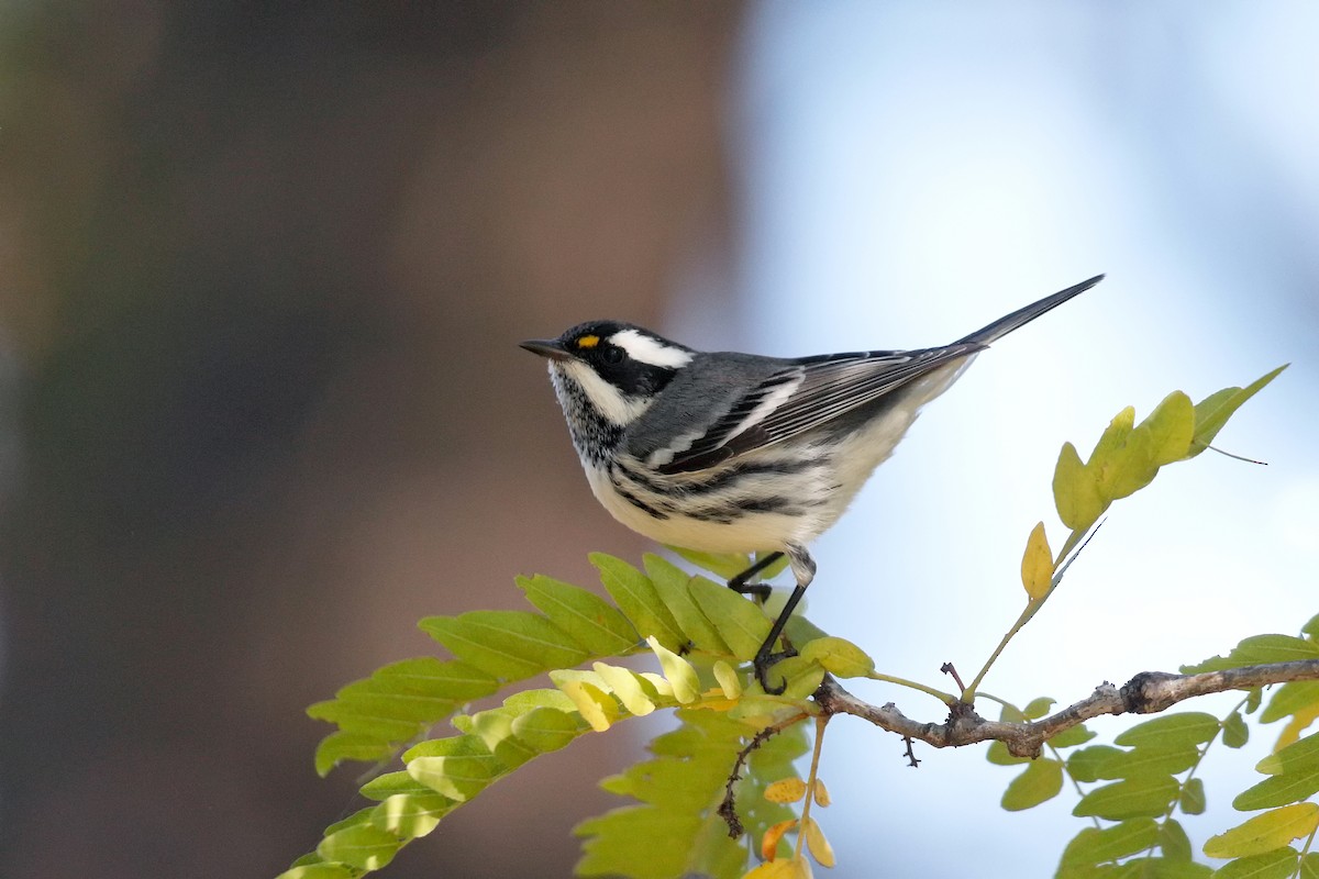 Black-throated Gray Warbler - ML643453238