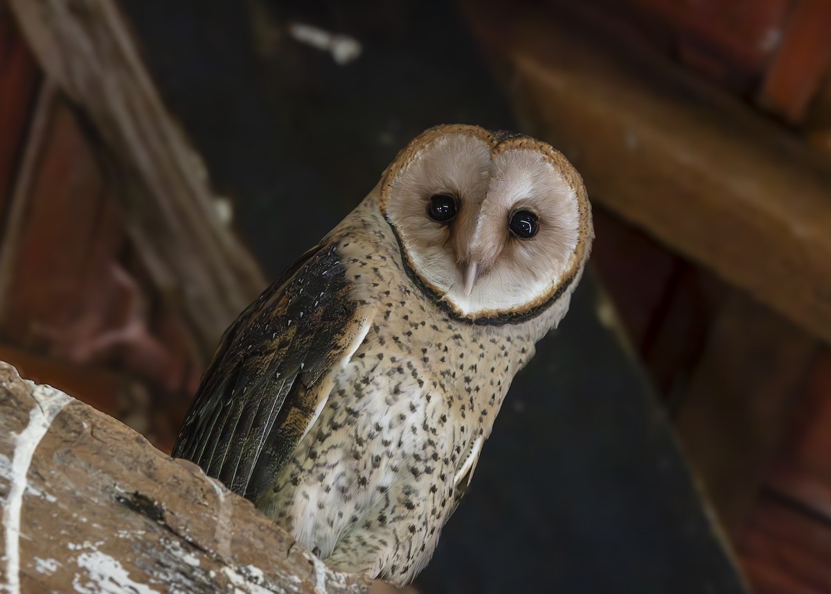 American Barn Owl - ML643453251