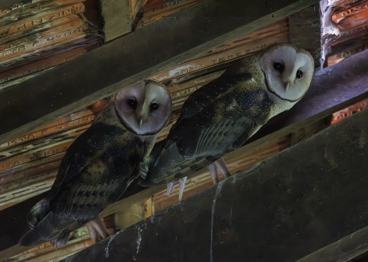 American Barn Owl - ML643453252