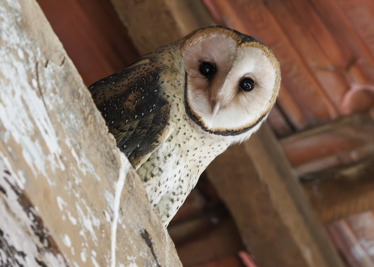 American Barn Owl - ML643453253