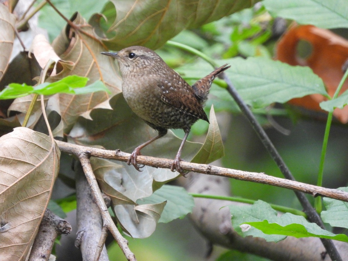 Winter Wren - ML643453257