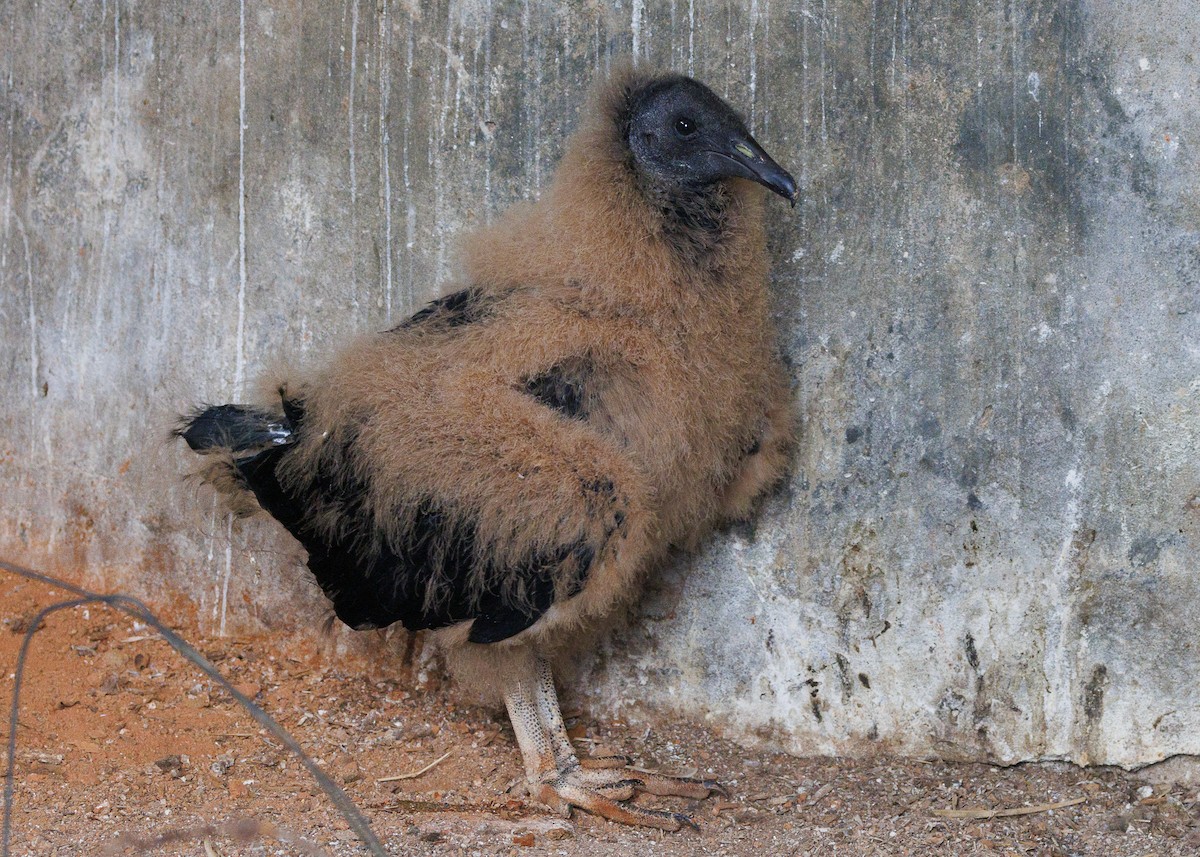 Black Vulture - ML643453259