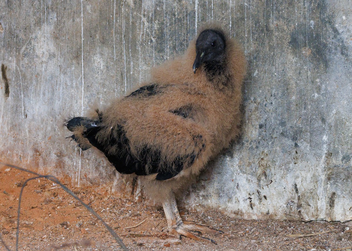 Black Vulture - ML643453261