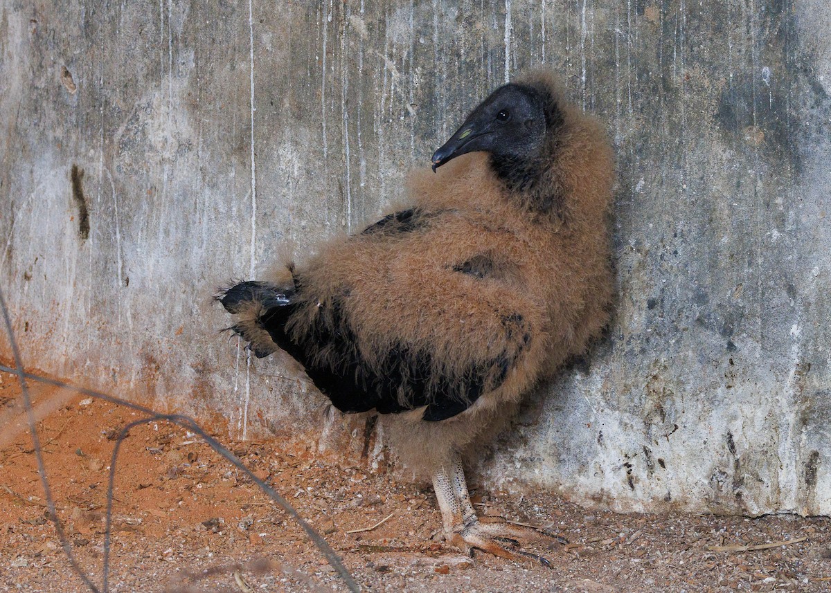 Black Vulture - ML643453262