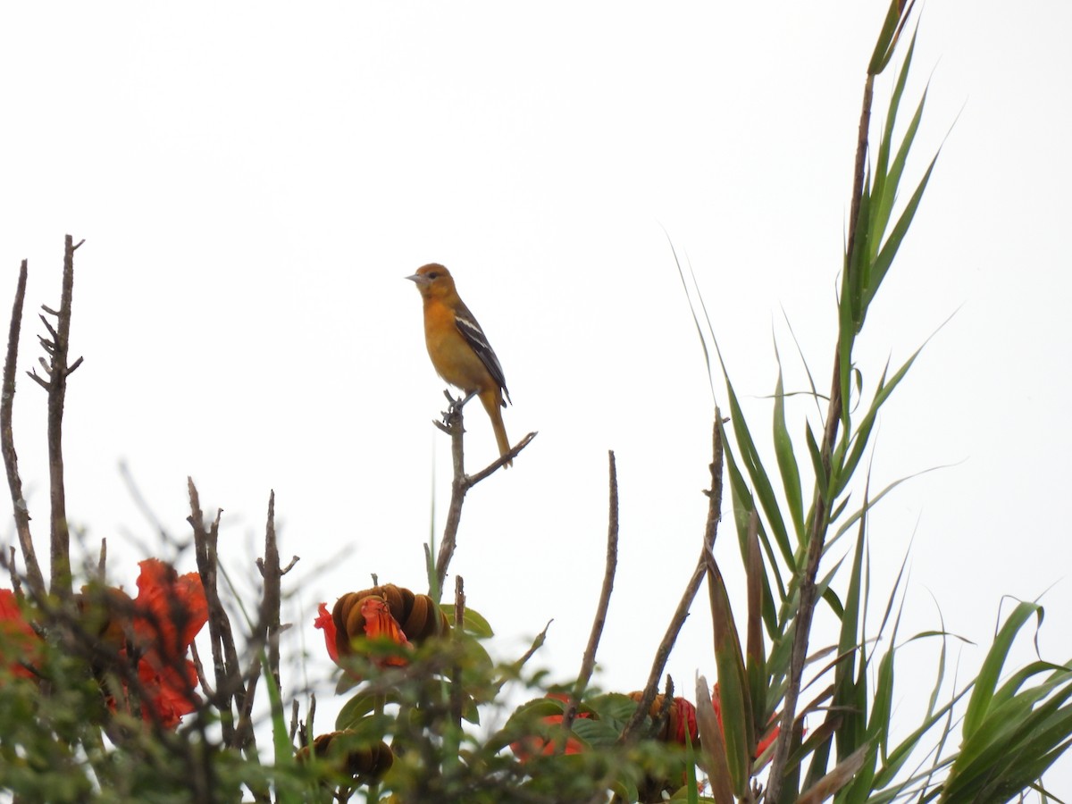 Baltimore Oriole - ML643453263