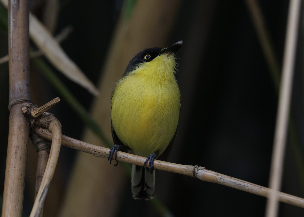 Common Tody-Flycatcher (cinereum Group) - ML643453278