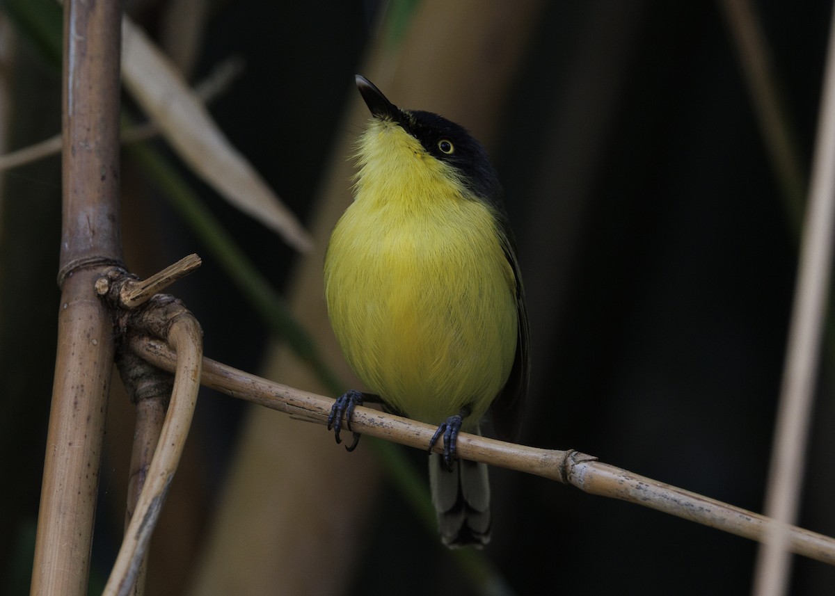 Common Tody-Flycatcher (cinereum Group) - ML643453279