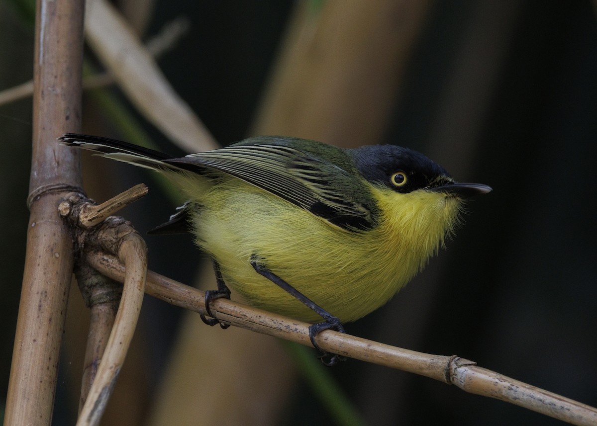 Common Tody-Flycatcher (cinereum Group) - ML643453280