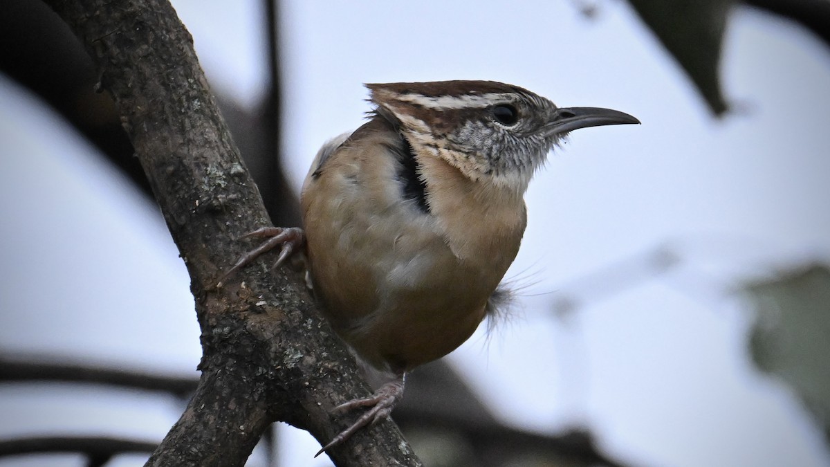 Carolina Wren - ML643453281