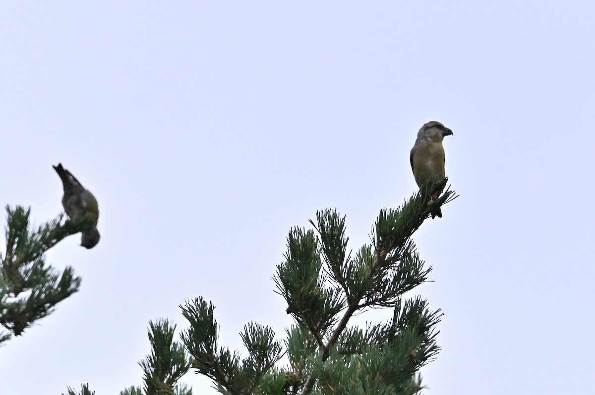 Red Crossbill - ML643453282