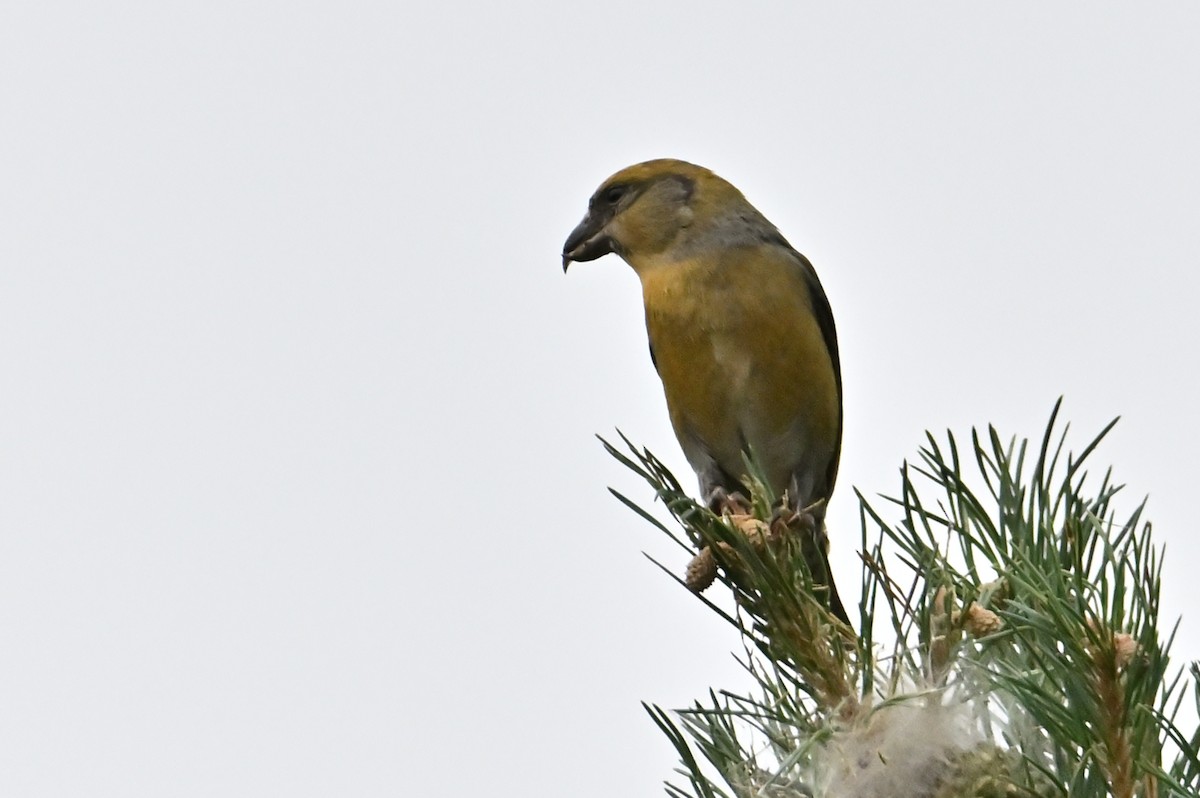 Red Crossbill - ML643453283