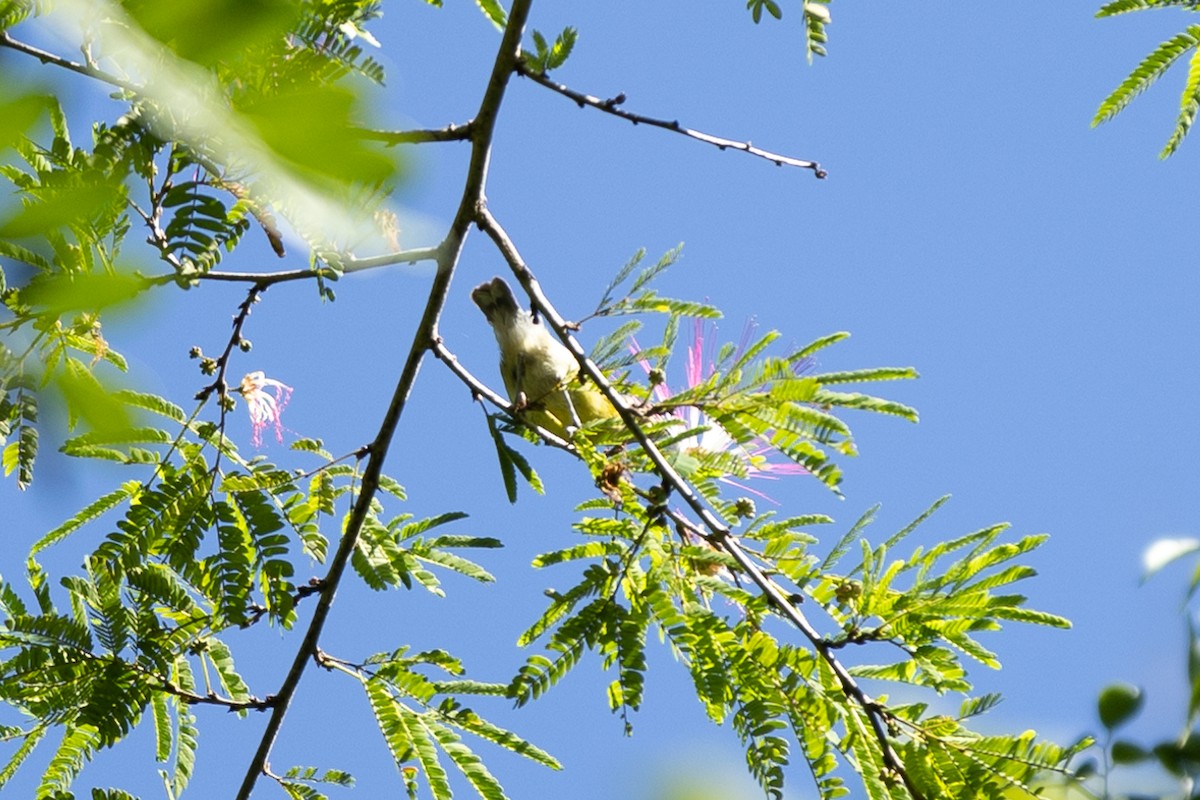 Bananaquit - ML643453284