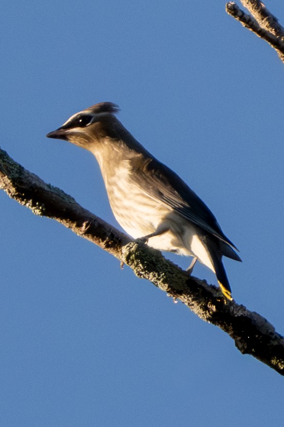 Cedar Waxwing - ML643453285