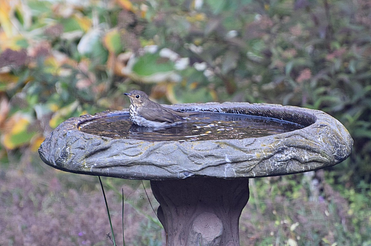 Hermit Thrush - ML643453287