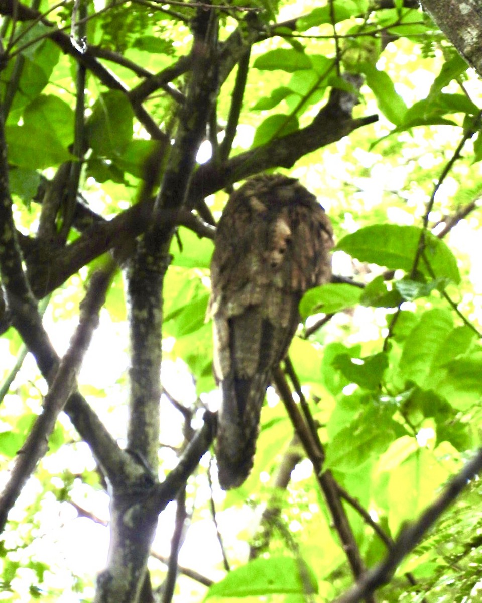 Common Potoo - ML643453288