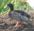 Muscovy Duck x Mallard (hybrid) - ML643453291