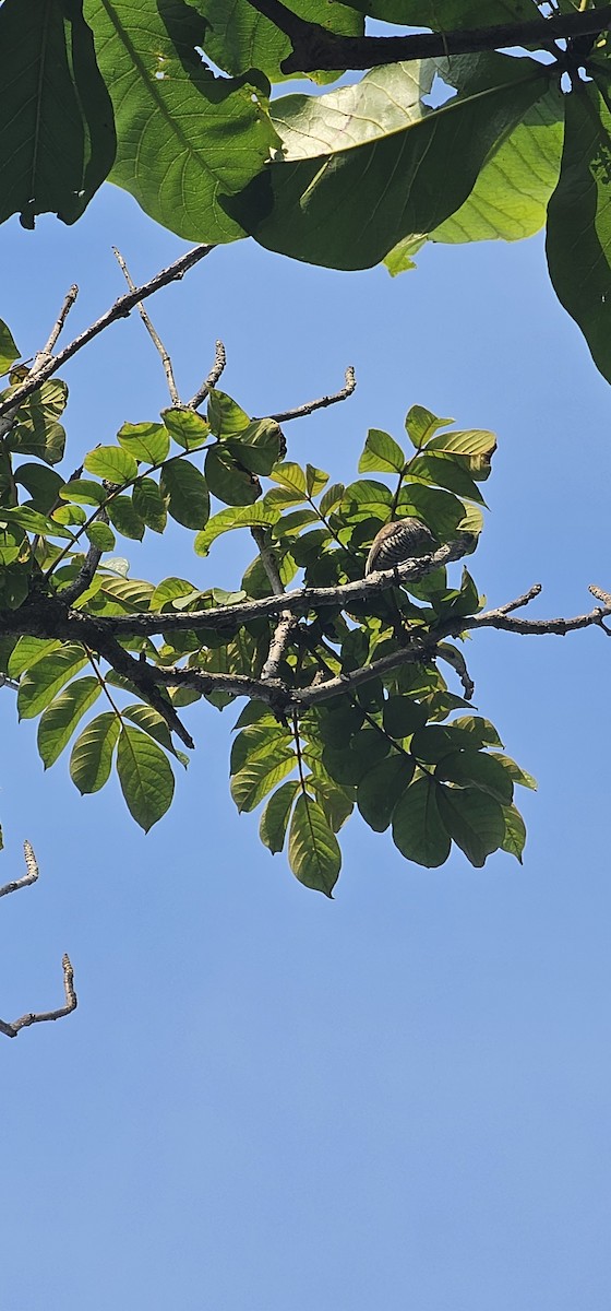White-barred Piculet - ML643453292