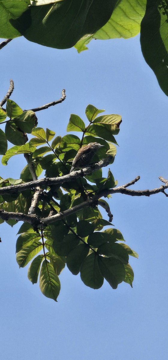 White-barred Piculet - ML643453293
